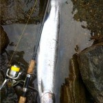 Reiter "Banky" Steelhead