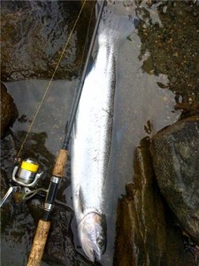 Reiter "Banky" Steelhead