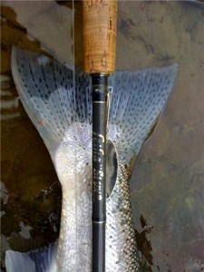 fish-tail