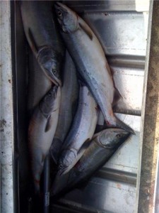 Bright River Caught Pink Salmon