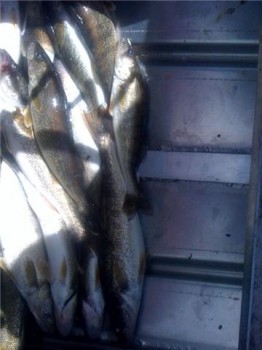 The Deadwell with walleye limts